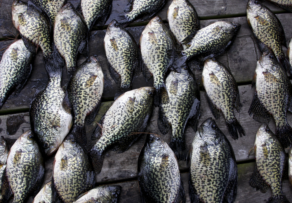 Crappie fish laying on a dock
