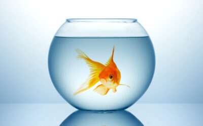Fishbowl for Leaders