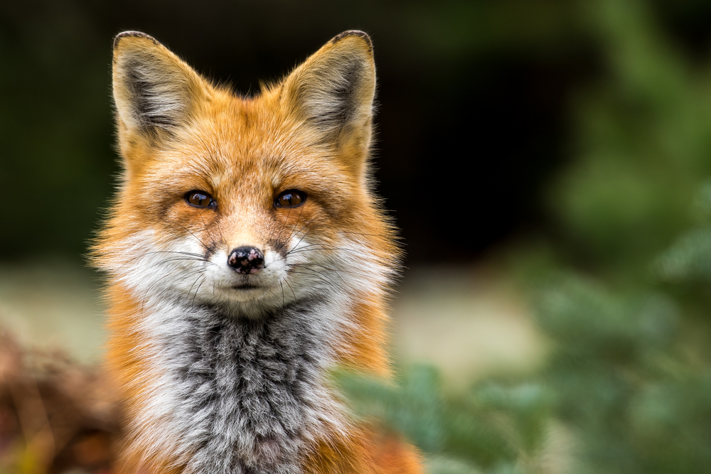 Red fox in a field.