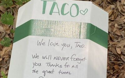 Taco Has Passed — For Real This Time